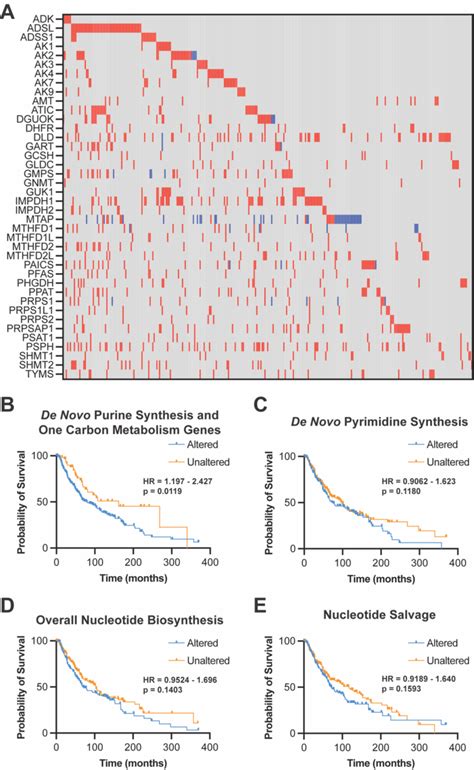 De Novo Purine Synthesis And One Carbon Metabolism Genes Are Associated Download Scientific