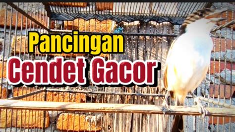 Nggak Nyaut Kebangetan Suara Cendet Gacor Full Isian Suara Cendet