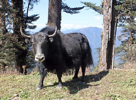 Yak Bhutan We Met This Handsome Animal In The Mountains B Flickr