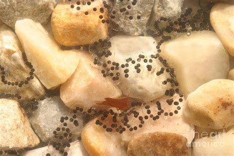 American Toad Eggs By Ted Kinsman Fine Art America