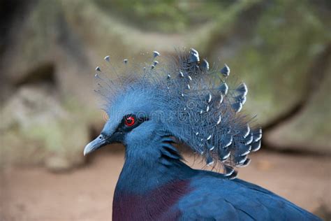 Most Beautiful Pigeon In The World