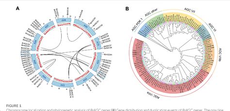 Figure 1 from Genome wide identi ﬁ cation and expression analysis of