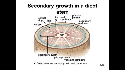 Plant Anatomy Part 2 Secondary Growth In Dicot Stem And Root Youtube