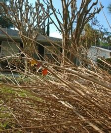 Develop a Yard Waste Composting Program - America In Bloom