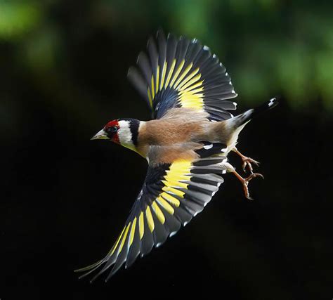 Crowd Results One Bird In Flight In Colour Bird Photo Contest