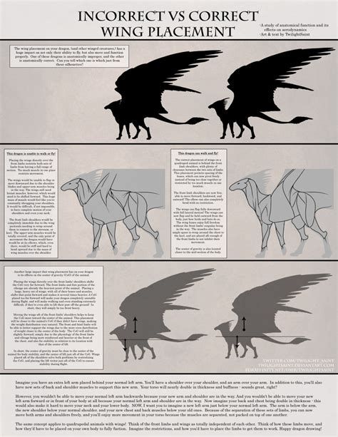 Angel Wings Anatomy Anatomical Charts And Posters