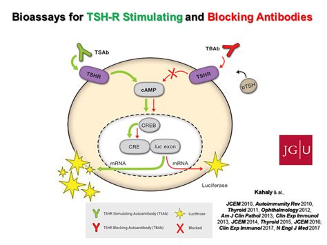 Bioassays for TSH-R Stimulating and Blocking Antibodies - TSH Receptor ...