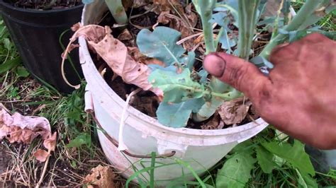 Harvesting Some Broccoli Seed For Sprouting Youtube