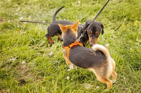 Por que os cães cheiram as nossas partes íntimas Doutor Pet Você