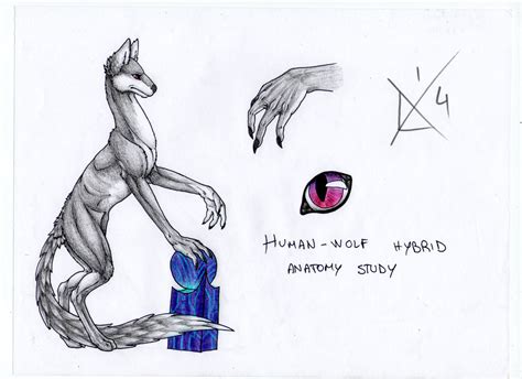 Human Wolf Hybrid By Justrainbowf On Deviantart