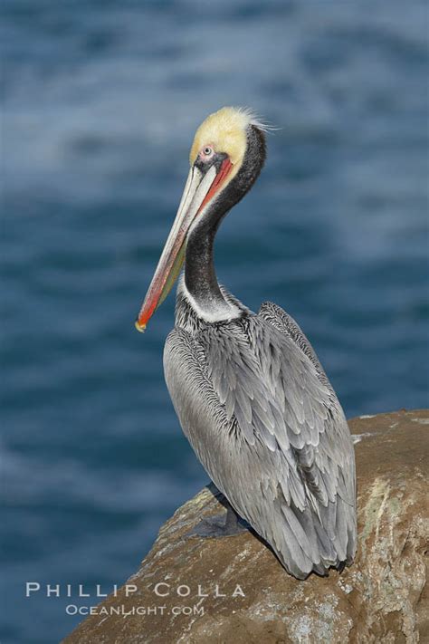 Brown Pelican Pelecanus Occidentalis La Jolla California