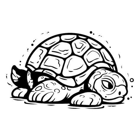 Tortue De Dessin Anim Sur Fond Blanc Illustration Vectorielle D Une