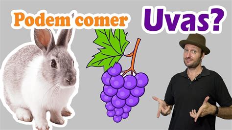 Coelho Pode Comer Uva Pode Dar Uva Para Coelho Faz Mal Dar Uva Para