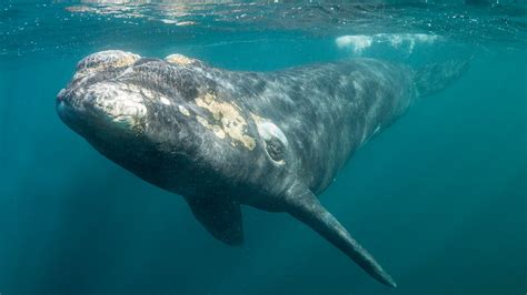 Embarrassed Whale Panicking About Huge Barnacle Outbreak Before Date