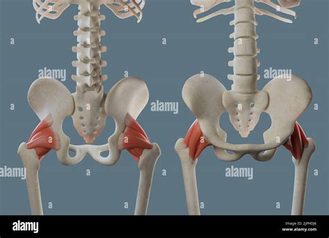 Hip Joint Anatomy Including Ligaments And Muscle Attachments Multiple