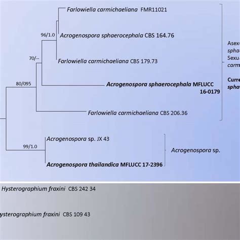 Simplified Phylogram Showing The Best Raxml Maximum Likelihood Tree