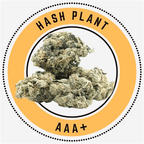 Buy Hash Plant Aaa Online In Canada The Green Ace