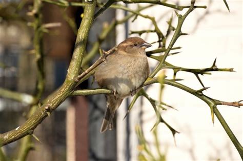 Free Images Nature Branch Wing Wildlife Wild Beak Fauna