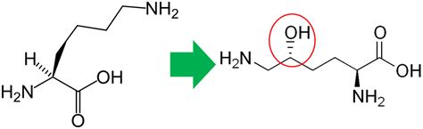 Hydroxylation Of Proline