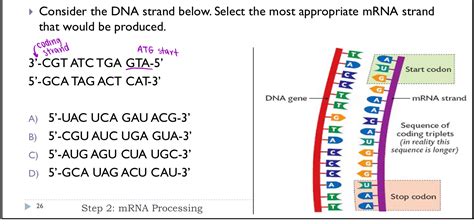 Solved Consider The DNA Strand Below Select The Most Chegg