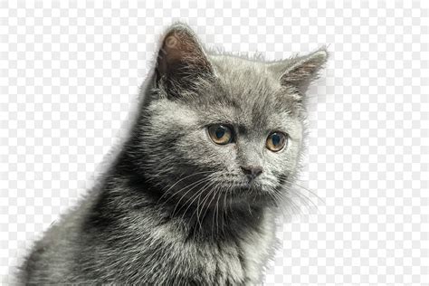 Кошка на черном фоне PNG , животное, прекрасный, домашнее животное PNG ...
