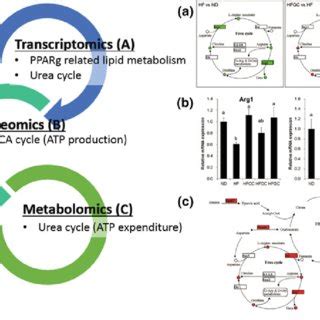 Integrated Analysis Of Transcriptomics Metabolomics And Proteomics Of