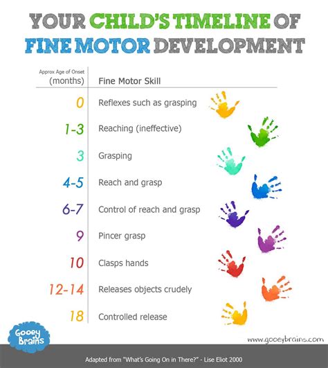 Your childs timeline of Fine motor skills | Motor skills, Gross motor ...