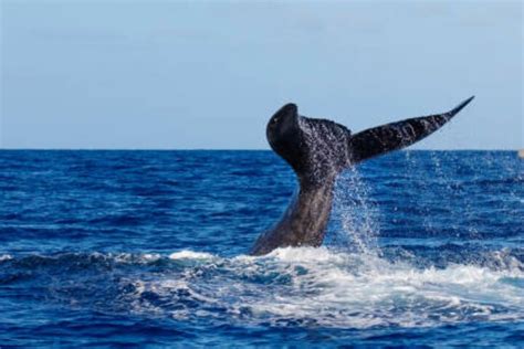 République dominicaine Punta Cana journée complète d observation