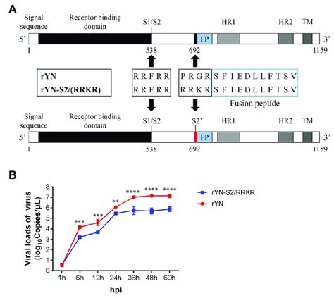 Introduction of a furin cleavage site upstream of the fusion peptide ...