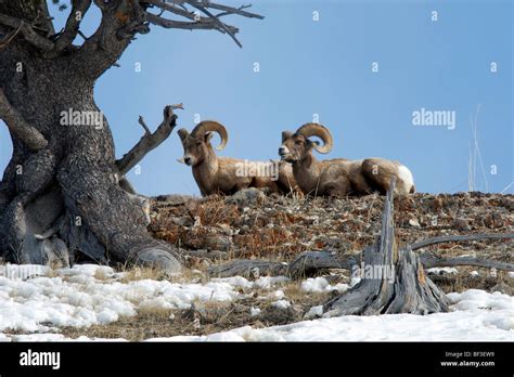 Bighorn Sheep American Bighorn Mountain Sheep Ovis Canadensis Two