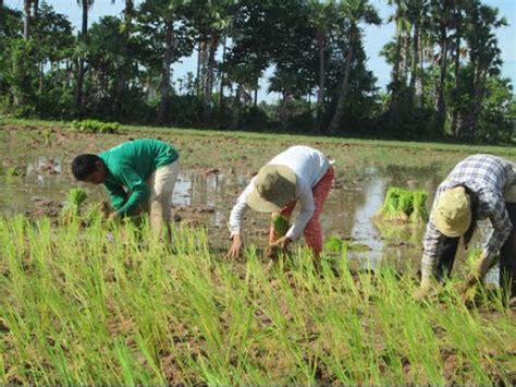 Rice Farmers Ink Deal To Export To Europe And Us Cambodia Rice Export