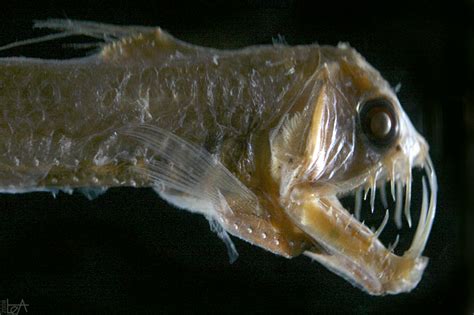 Sloanes Viperfish