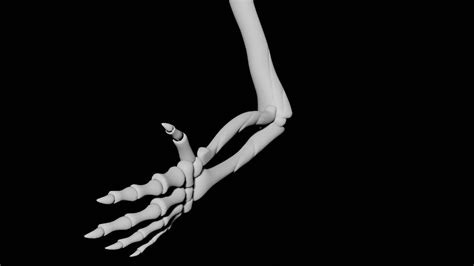 Rigged Skeletal Palm 3d Model Turbosquid 1957075