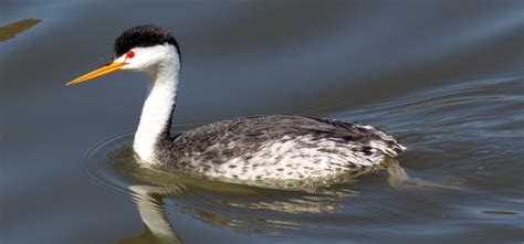 Clark’s Grebe | San Diego Bird Spot