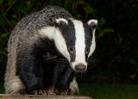 European Badger Scientific Name Meles Meles Garden Visi Flickr