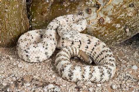 Speckled Rattlesnake Facts and Pictures