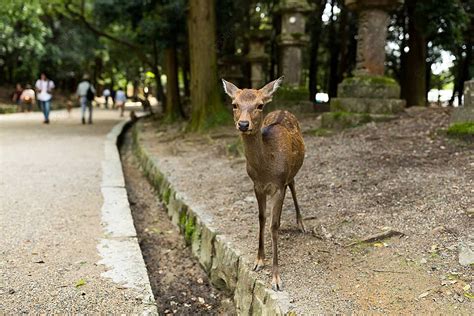 Rusa Di Kuil Matahari Rusa Langit Jepang Foto Latar Belakang Dan Gambar