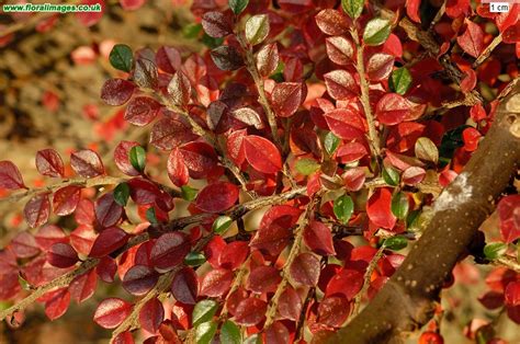 Cotoneaster Horizontalis Picture Of