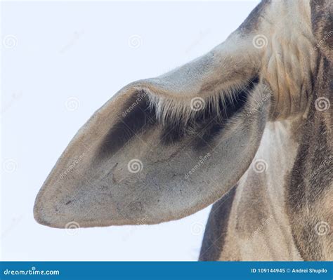 Ear giraffe stock image. Image of nose, greeting, herbivore - 109144945