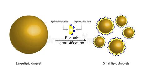 Lipid Emulsification Fat Molecule Lipid Droplets Lipid Digestion Stock Illustration