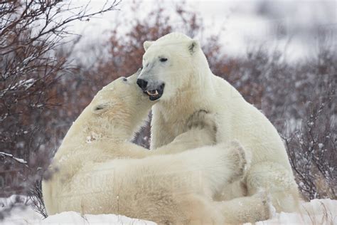 Polar Bears Ursus Maritimus Play Fighting Along The Shores Of Hudson