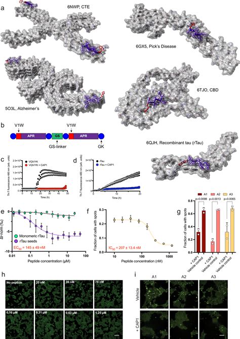 Structure Based Inhibition Of Tau Aggregation A Structure Based Design