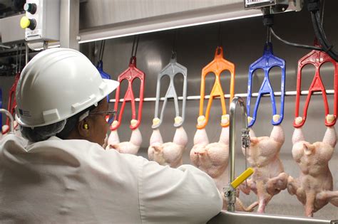 Fsis Import Procedures For Meat Poultry And Egg Products Food Safety And Inspection Service