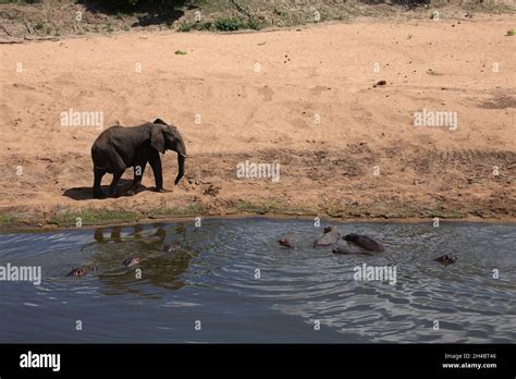 Afrikanischer Elefant Und Flußpferd African Elephant And Hippopotamus Loxodonta Africana Et