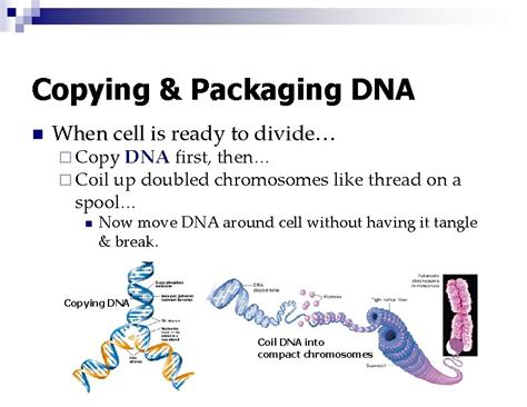 Cell Growth Division Biology Pearland Isd Cell Division