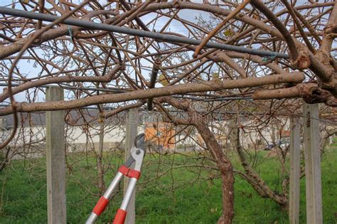 Pruning the Kiwi Trees in My Orchard Stock Photo - Image of cleaning ...