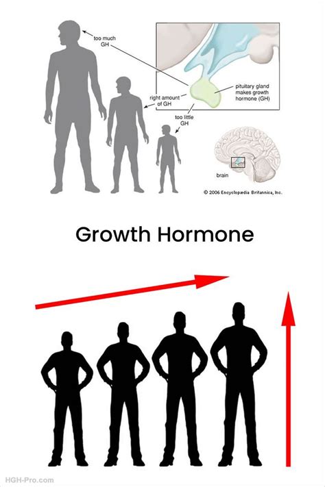 Information About Growth Spurts And Increasing Height With Gh Growth