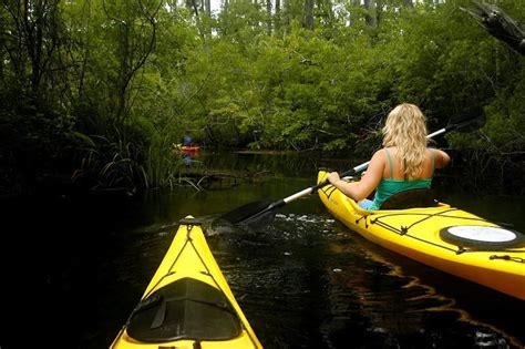 Guided Alligator River Kayak Tours Tours In The National Wildlife Refuge