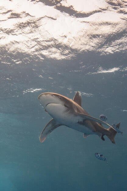 Premium Photo Oceanic White Tip Shark At Elphinstone Red Sea Egypt