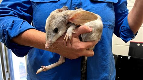 Bilby blind dates through Charleville's Save the Bilby Fund help endangered species breed - ABC News